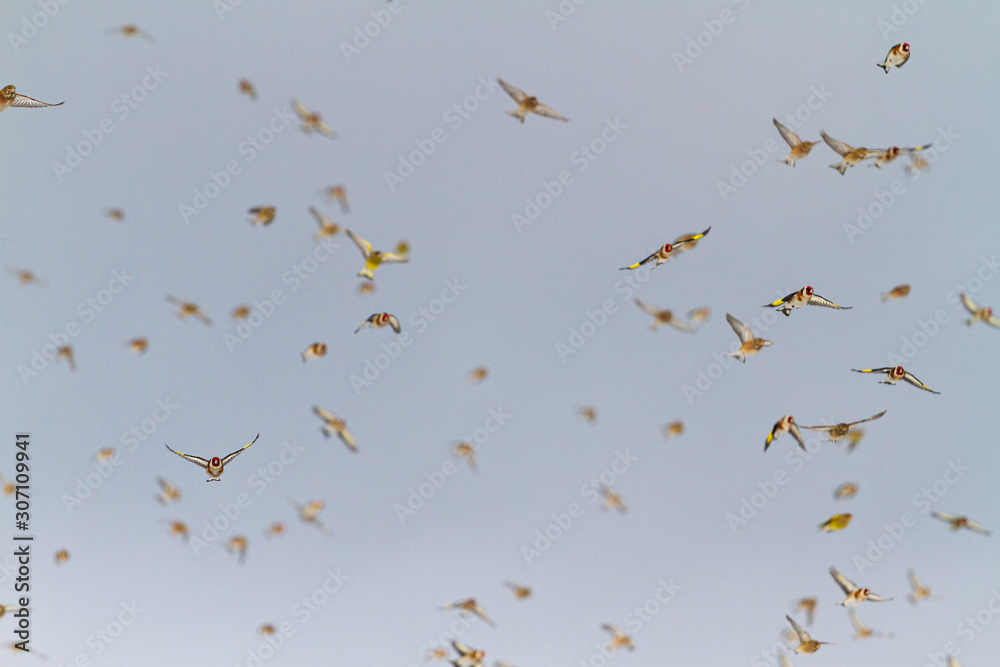 Fototapeta premium flock of songbirds in winter fly in the blue sky