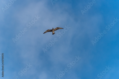 Seagull Flying in a Beautiful Blue Sky