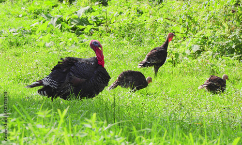 Turkeys graze on a green meadow