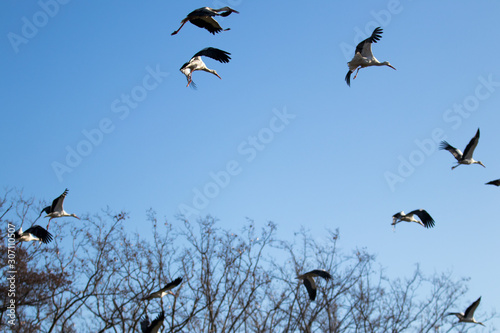 flock of birds on blue sky