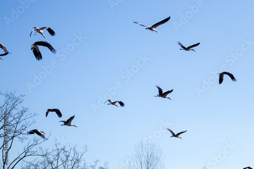 flock of birds flying in blue sky