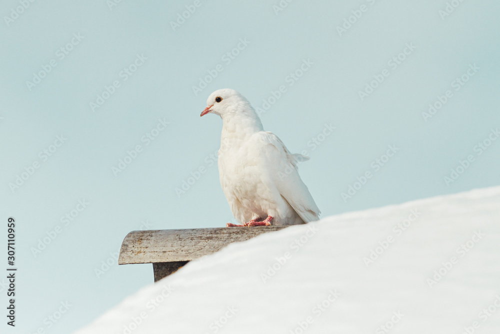 Obraz premium white pigeon sits on a snowy roof