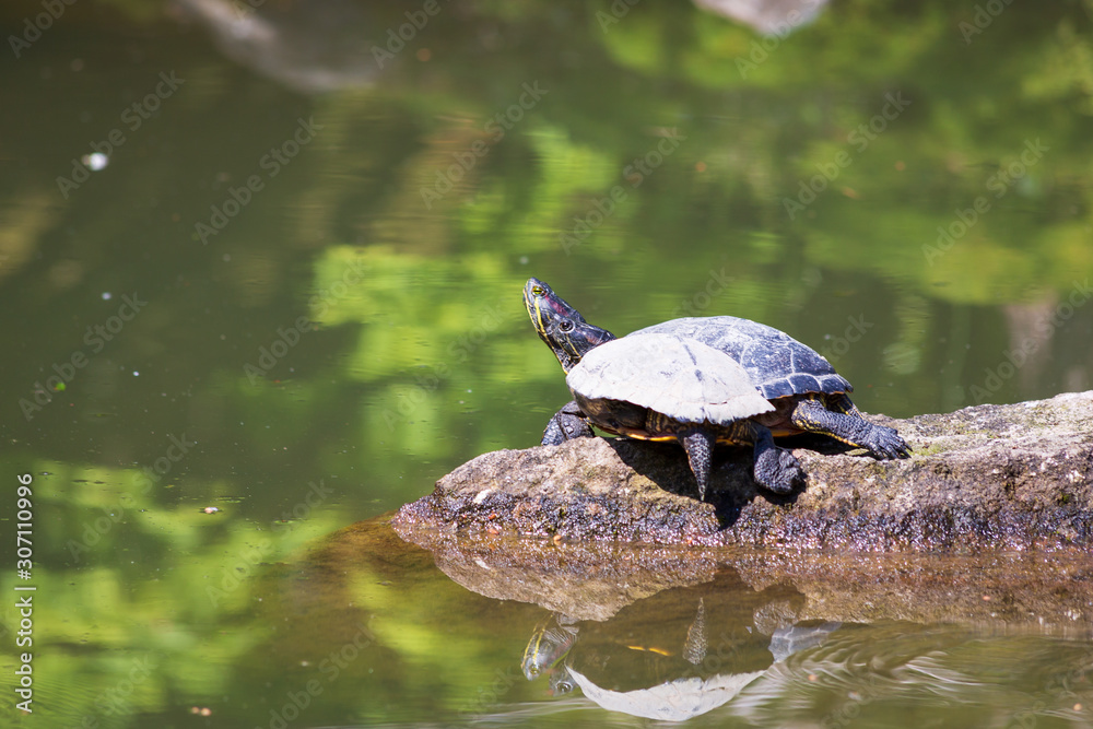 Obraz premium terrapin