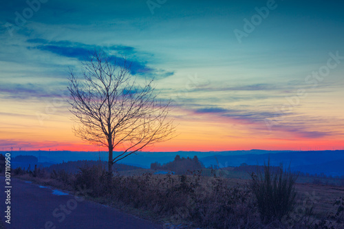 Sunset under the tree. Nature sunset background.