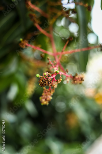 Close to organic mango buds in outdoor gardens © avs