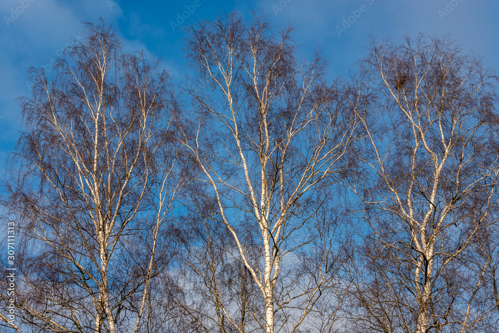 Birch Trees in Winter against a Clear Blue Sky Birch Trees in Winter against a Clear Blue Sky