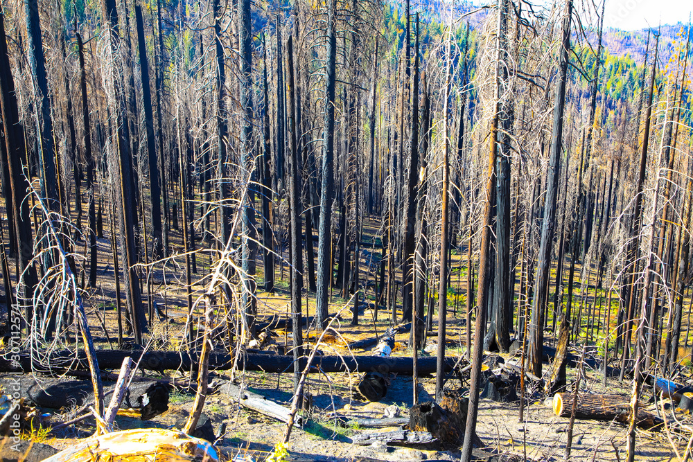 Yosemite national park, forest fire and burned trees Yosemite national park, forest fire and burned trees