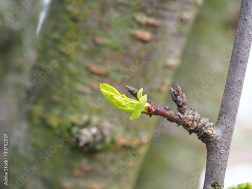 butterfly on branch