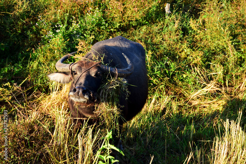 Buffalo eating grass in nature