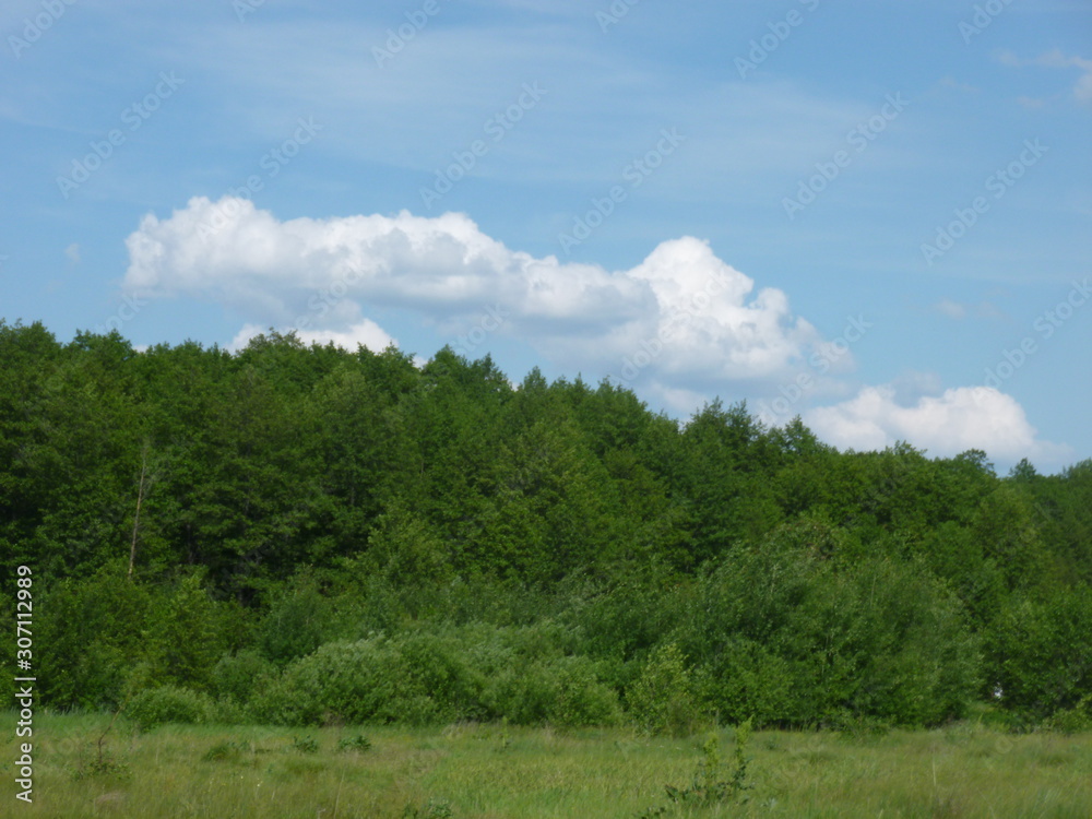 Obraz premium green forest by the river 