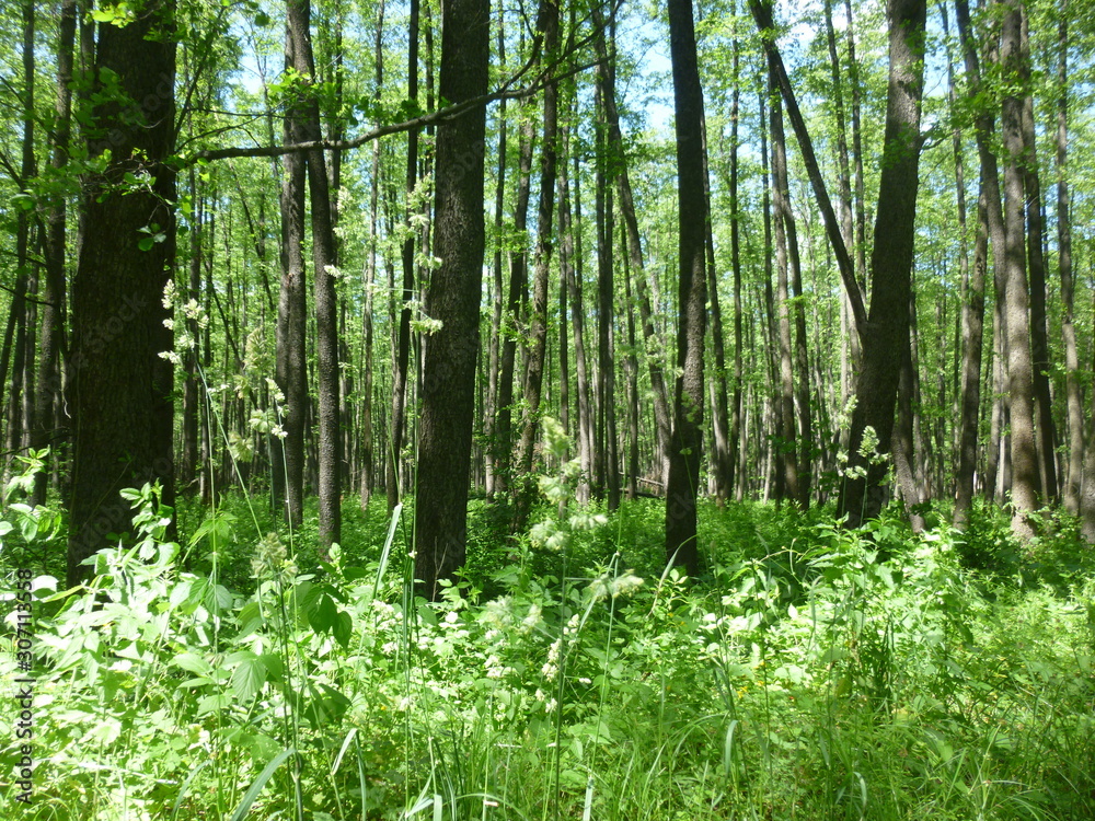 Fototapeta premium green forest by the river 