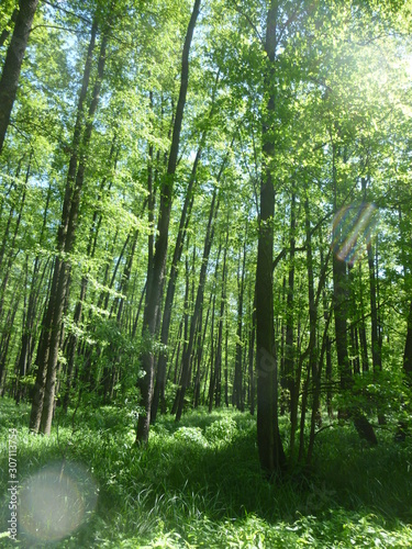 green forest by the river 