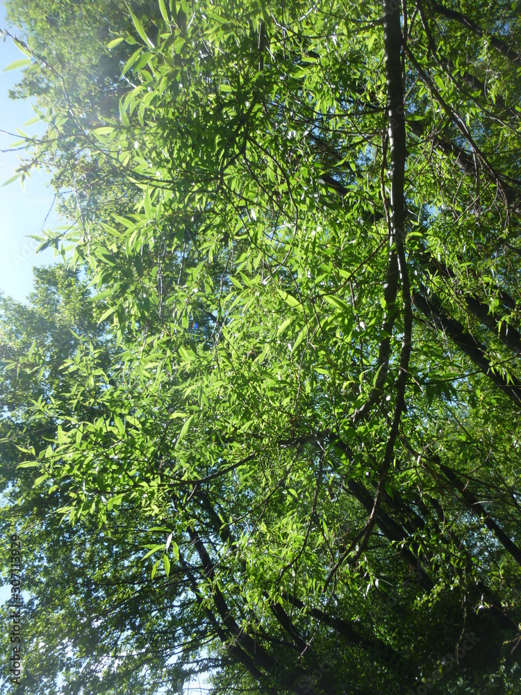 Fototapeta premium green forest by the river