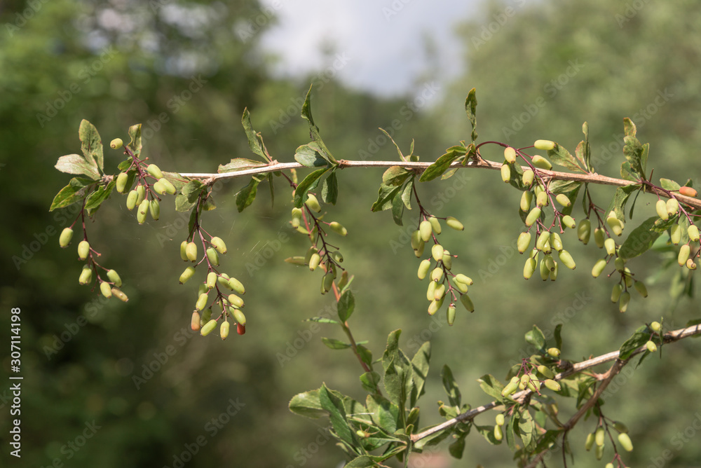 Fototapeta premium Gewöhnliche Berberitze Berberis vulgaris