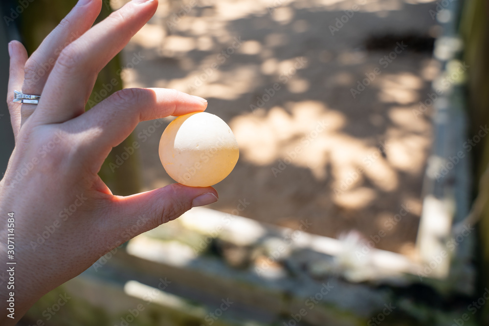 Hand holds up a baby sea turtle egg at a sea turtle conservation hatchery in Sri Lanka. The egg is dead and is for educational purposes Hand holds up a baby sea turtle egg at a sea turtle conservation hatchery in Sri Lanka. The egg is dead and is for educational purposes