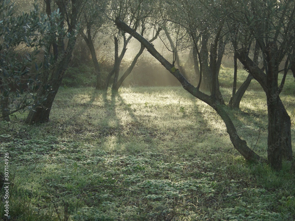 Obraz premium forest