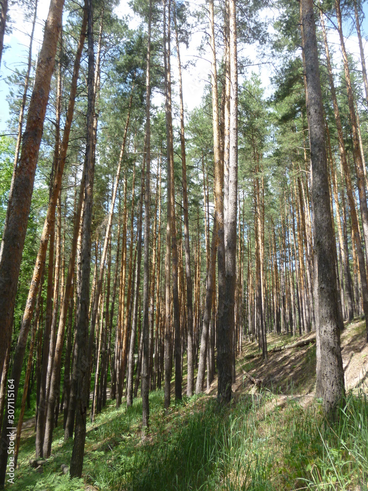 Obraz premium green forest by the river 