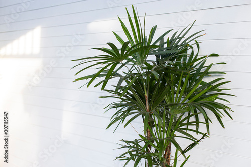Modern palm plant in a pale white room.