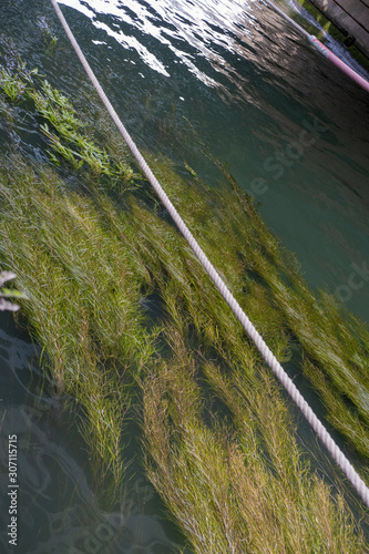algae and rope in the water