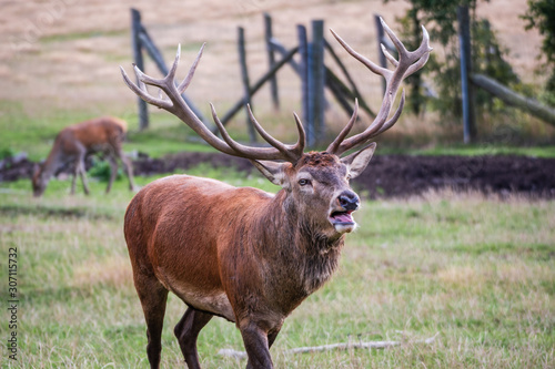 Hirsch mit Geweih