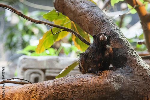little monkey sitting on a branch © Kooper