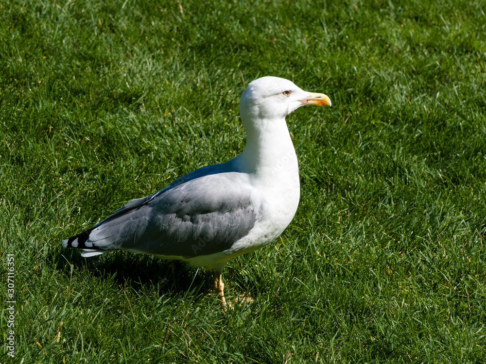 Adult big white gray bird Seagull Larus argentatus Pontoppidan close-up stands on a green lawn in the autumn in the Park Paradise Aivazovsky, Partenit, Alushta, Russia Adult big white gray bird Seagull Larus argentatus Pontoppidan close-up stands on a green lawn in the autumn in the Park Paradise Aivazovsky, Partenit, Alushta, Russia