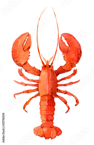 Watercolor lobster isolated on white background