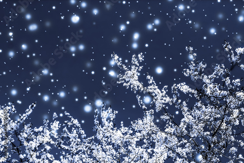 Photography Christmas, New Years blue floral background, holiday card design, flower tree an