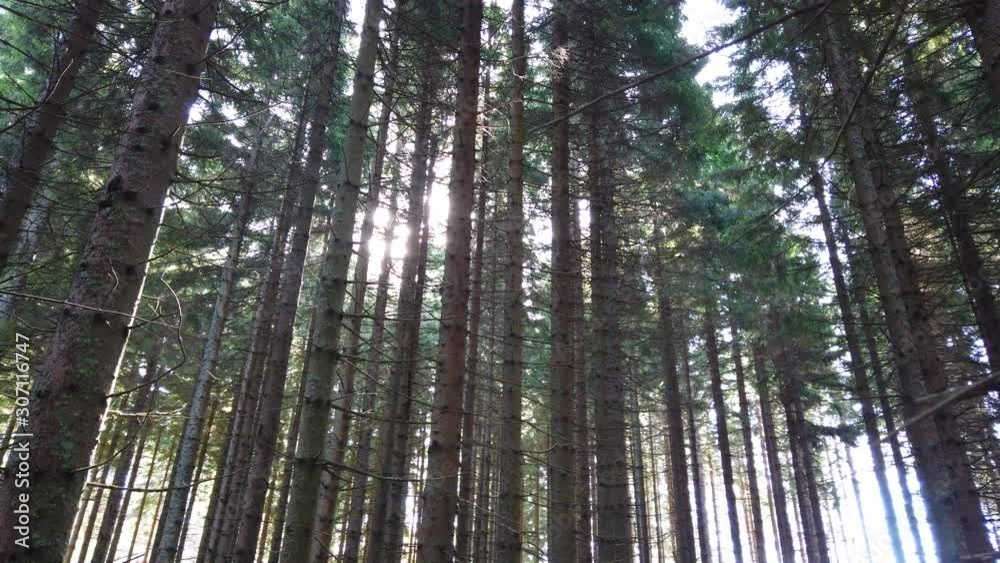 Slow motion of pine forest with sun peaking through, lateral right to left Slow motion of pine forest with sun peaking through, lateral right to left
