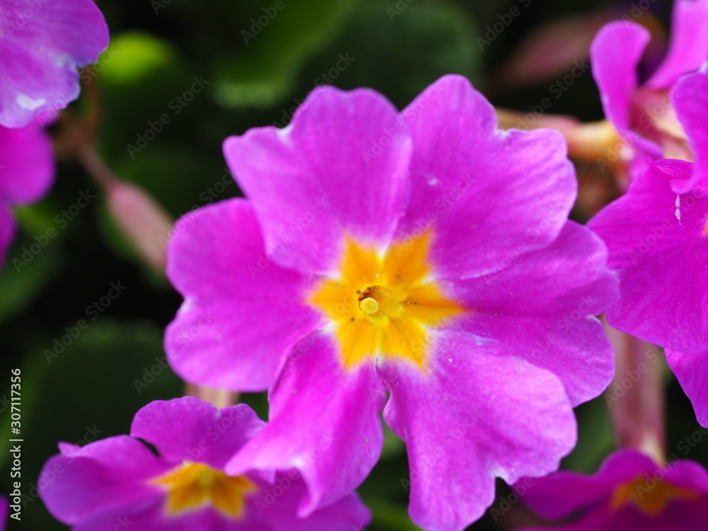 Fototapeta premium closeup of purple flower