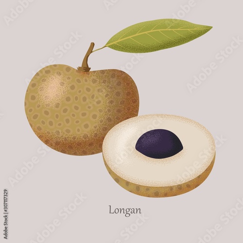 Longan sweet tropical fruit whole and half. Icon isolated on gray background and logo. Vector illustration exotic fruit longan.