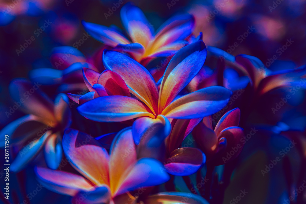 ultraviolet flower light ultraviolet flower light