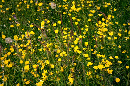 Plenty of Buttercup flowers in bloom on green meadow. Springtime. Vivid yellow flowers background. Common buttercup.