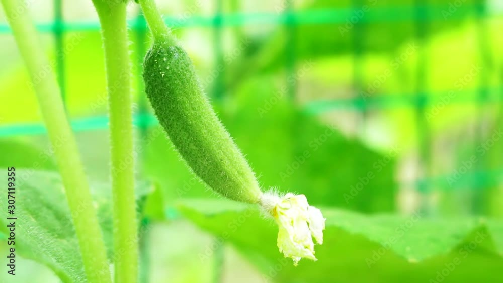 green small cucumber, growing vegetables