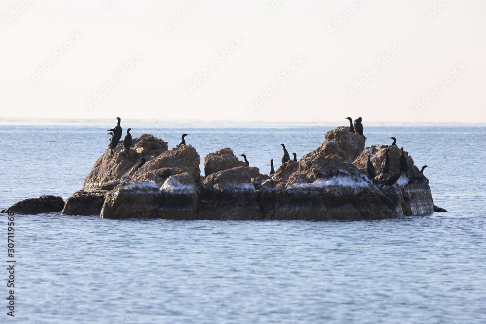 Cormorants sitting on the rocky island in sea. Seabirds in nature. Sunny sunrise light, calm blue sea, cold autumn weather.