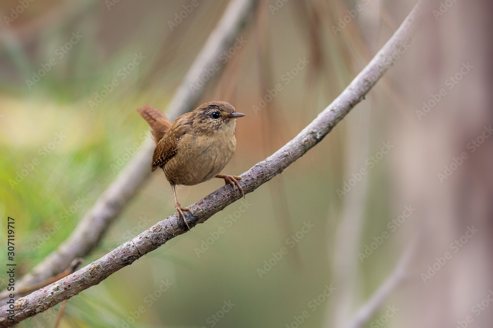 Obraz premium Eurasian wren