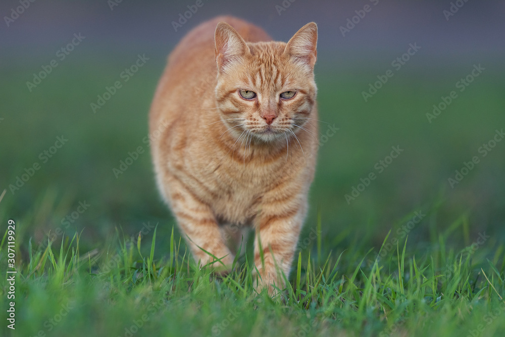 Orange cat in the grass