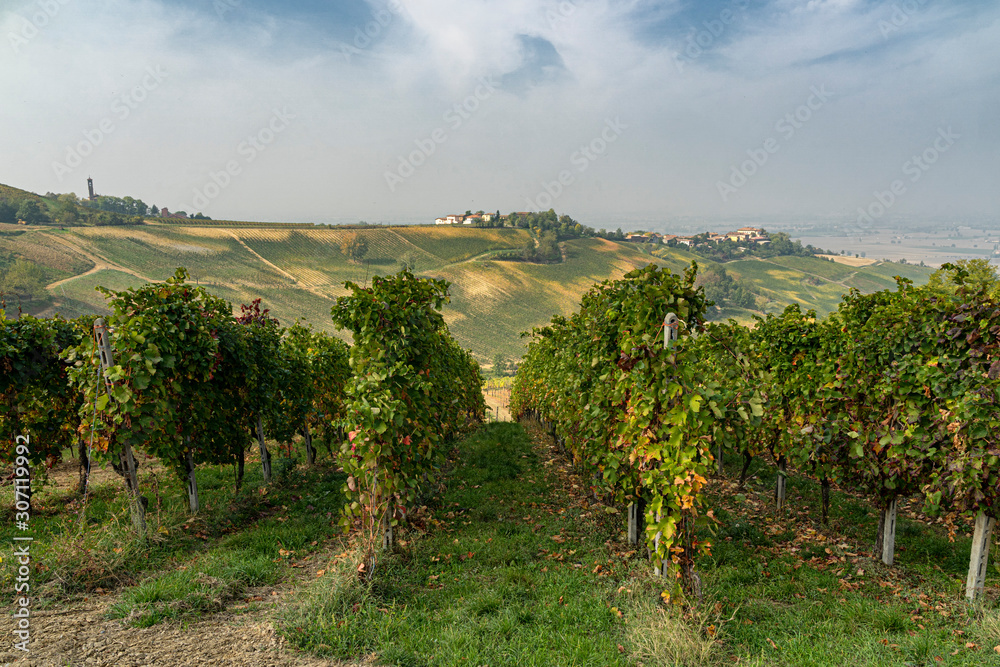 Vineyards of Oltrepo Pavese, Italy, at fall
