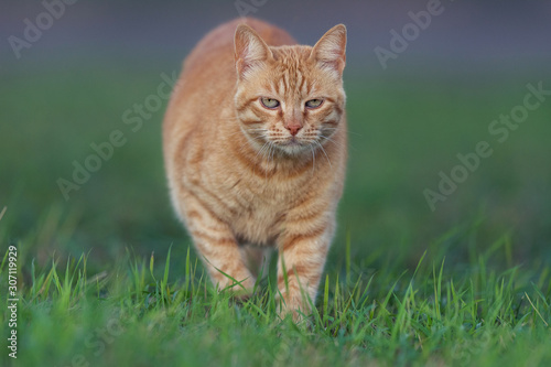 Orange cat in the grass