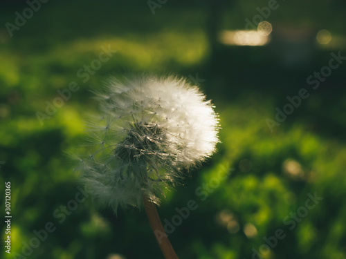 dandelion in the garden on a Sunny day  Russia.