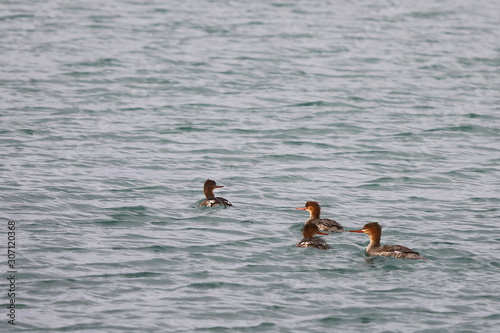 Group of Red-breasted mergansers (Mergus serrator) ducks swimming in calm reflecting sea water. Wild diving ducks in nature.