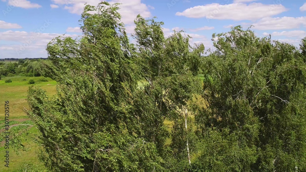 Birch trees sway from a strong wind. Aerial shot.