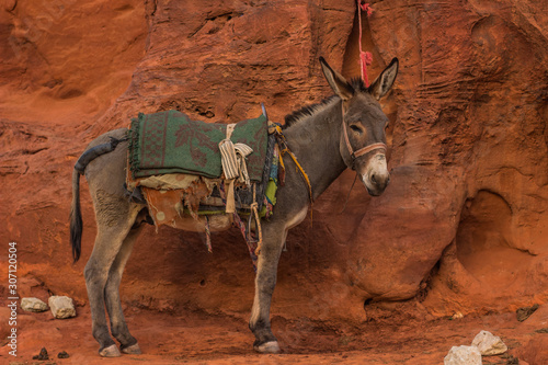 pack donkey animal slave tied to sand stone rock mountain in Middle East desert canyon wilderness environment Bedouin home 