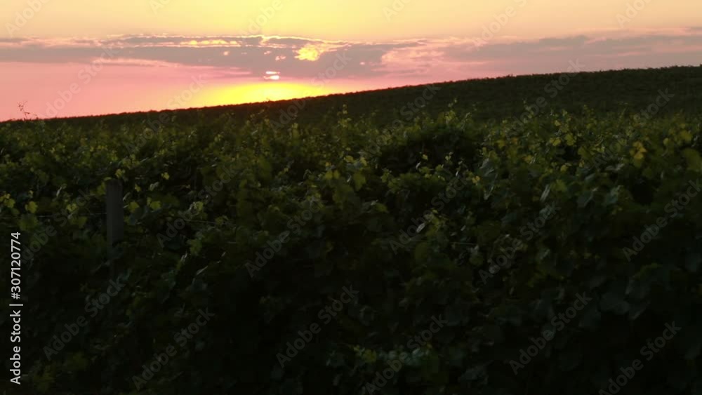 many grape leaves swaying in the wind many grape leaves swaying in the wind