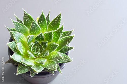 aloe aristata is a genus of evergreen flowering perennial plant in the family Asphodelaceae.A popular houseplant.view from above