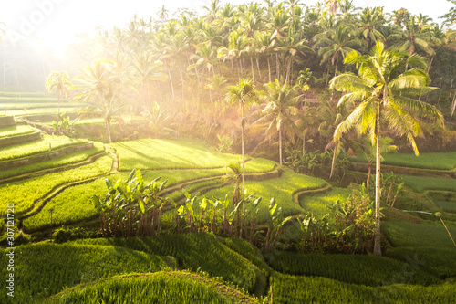 Touristic iconic rice field in Bali, Indonesia. Beautiful sunlight during the sunrise on Tegallalang rice terrace