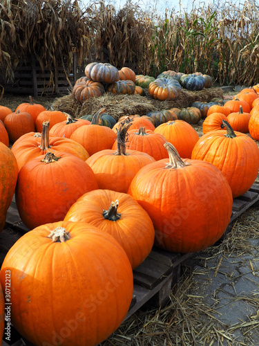 Pumpkin farm  pumpkin patch with beautitiful orange pumpkins