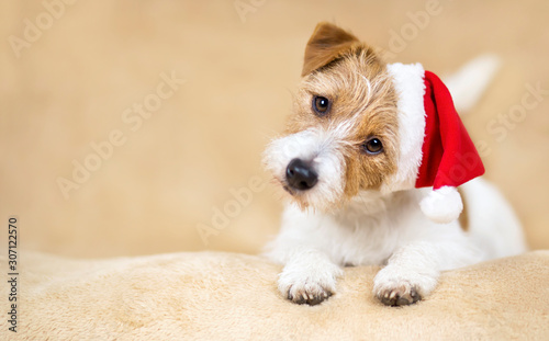 Christmas holiday funny happy cute santa pet dog puppy on beige background with copy space