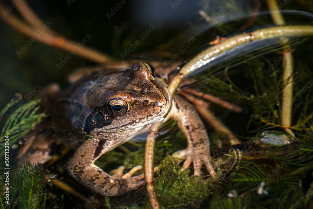 Frosch abgetaucht im Teich hinter Wasser Pflanzen versteckt mit Käfern