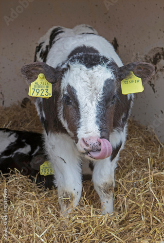 Calf. Double-muscled calves. Farming. Meat calves. Cows. Cattle photo